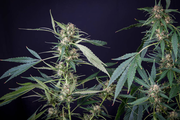 plant van de bloeiwijze van de marihuana, op zwarte achtergrond, Cannabis indica - Foto, afbeelding