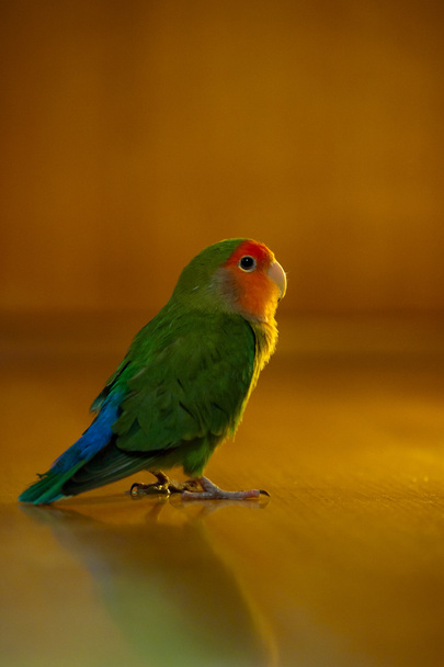 krásná láska pták - Fotografie, Obrázek