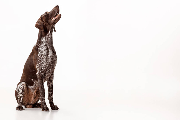 German Shorthaired Pointer - Kurzhaar puppy dog isolated on white background - Fotografie, Obrázek