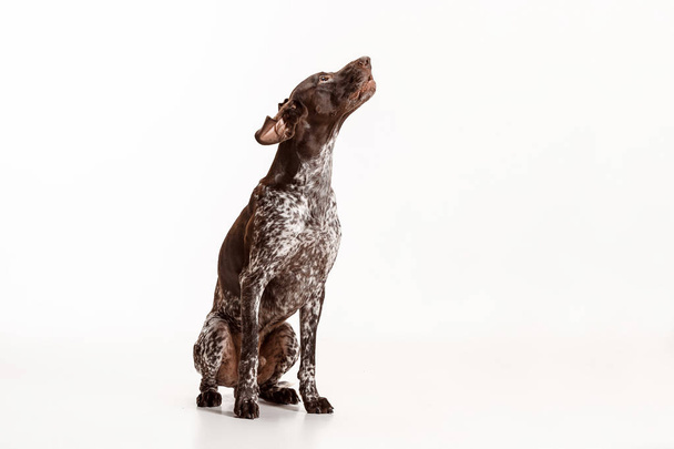 German Shorthaired Pointer - Kurzhaar puppy dog isolated on white background - Фото, изображение