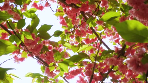 Sakura Cherry tree flowers blossoms in sunset - Πλάνα, βίντεο
