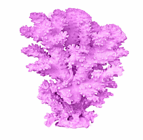 koralowiec wyizolowany na białym tle - Zdjęcie, obraz