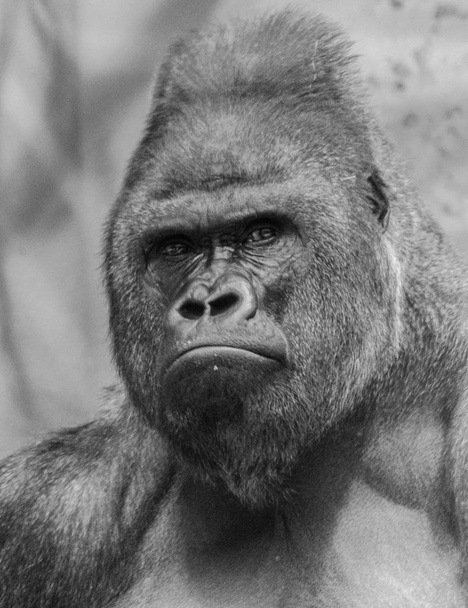 Western lowland gorilla (Gorila gorila) retrato da cabeça preto e branco
 - Foto, Imagem