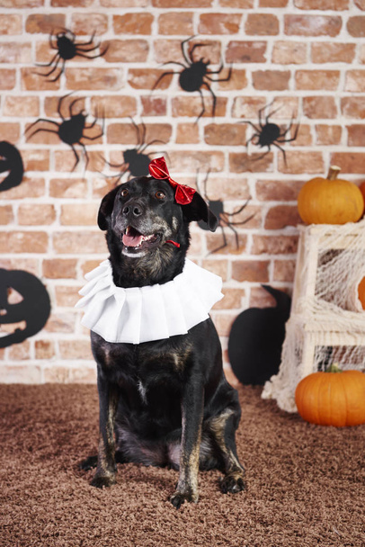 Mutlu köpek içinde halloween kılık - Fotoğraf, Görsel