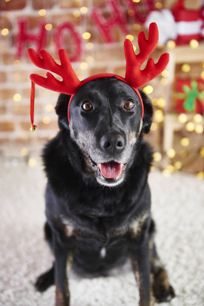 Πορτραίτο σκύλου με κέρατα ταράνδων του  - Φωτογραφία, εικόνα