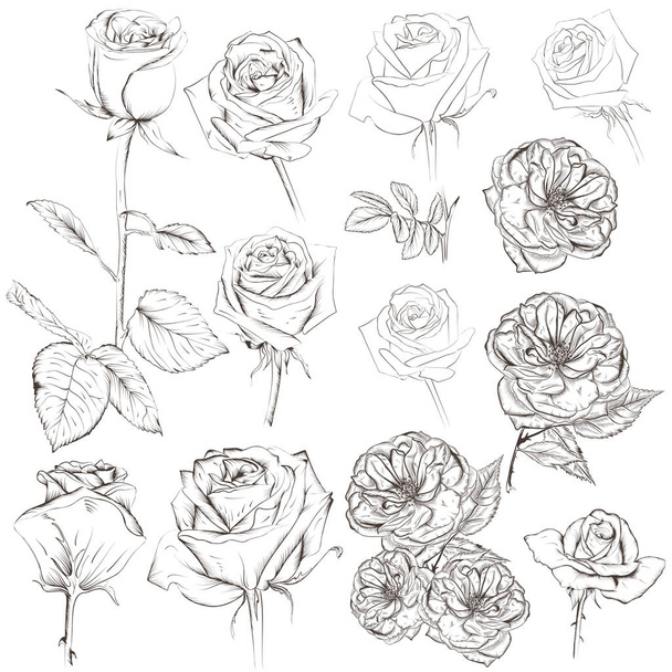 Collection of vector hand drawn roses for design - Vetor, Imagem