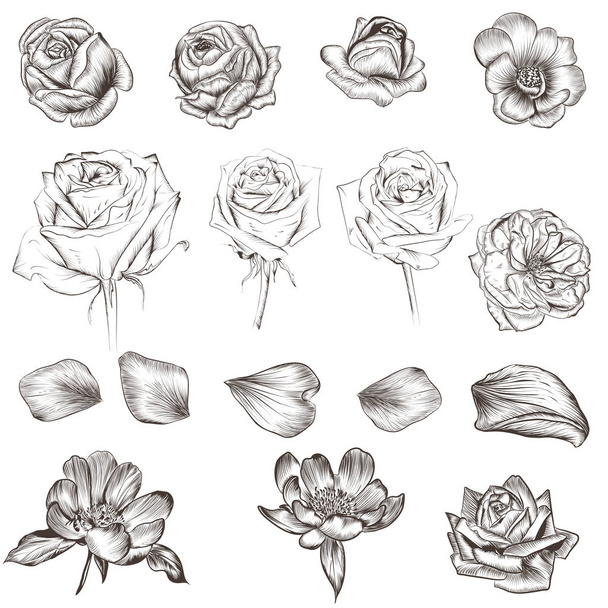 Collection of vector flowers. Hand drawn roses - Vettoriali, immagini