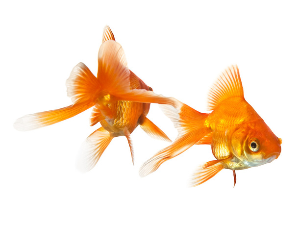 dvě zlaté rybky, samostatný - Fotografie, Obrázek