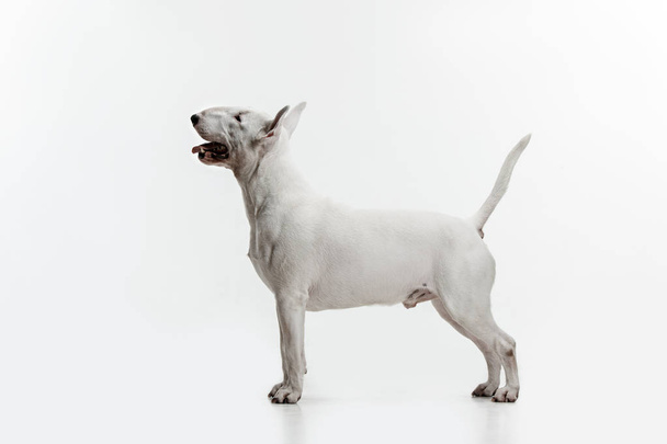 Bull Terrier type Dog on white background - Foto, immagini