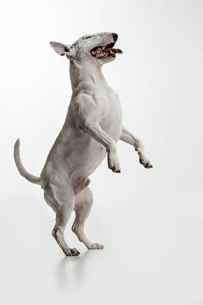 Bull Terrier type Dog on white background - Фото, изображение