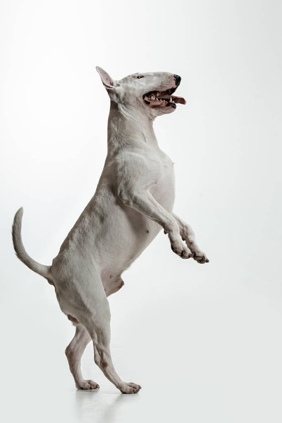 Bull Terrier type Dog on white background - Фото, зображення