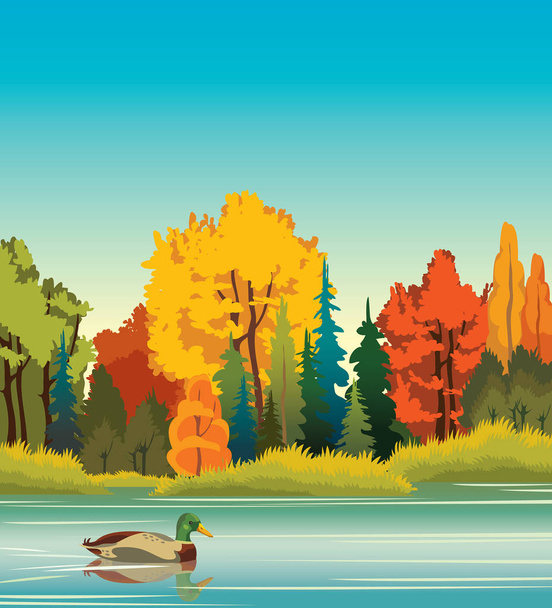 Осенний пейзаж - мультяшная утка, купающаяся в голубом спокойном озере на фоне осеннего леса. Векторная иллюстрация природы. Животный мир
. - Вектор,изображение