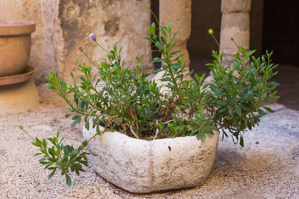 Green potted plants in beautiful pot outdoor - Φωτογραφία, εικόνα