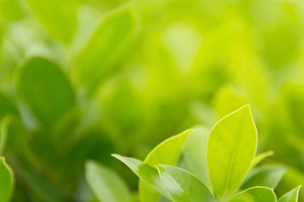 Green leaf macro, green fresh plants close up for nature concept. - Valokuva, kuva
