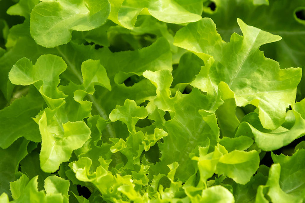 lechuga verde en hidroponía granja, Concepto para una alimentación limpia y saludable con vitaminas vegetales y para una buena salud
. - Foto, imagen