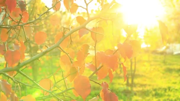 szép őszi vörös és arany almafa levelek, imbolygott a szélben a fényes nap a parkban - Felvétel, videó