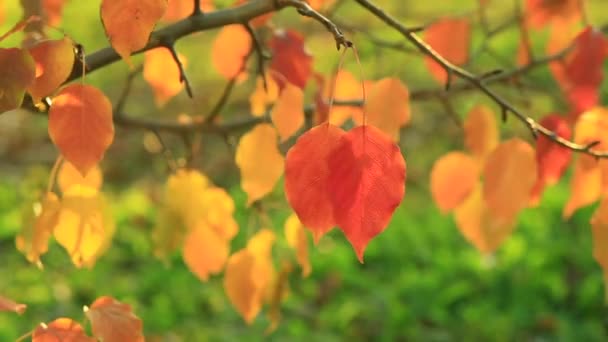 όμορφο φθινόπωρο κόκκινο και χρυσό μήλο δέντρο φύλλα του ανέμου στο πάρκο ο λαμπερός ήλιος - Πλάνα, βίντεο