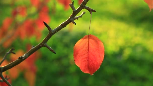 beautiful Apple leaf orange on a green background swaying in the wind on a Sunny day - Footage, Video