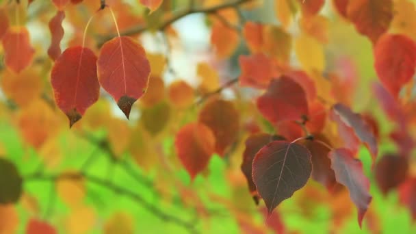 Manzano hojas de otoño rojo y amarillo no verde de cerca
 - Imágenes, Vídeo
