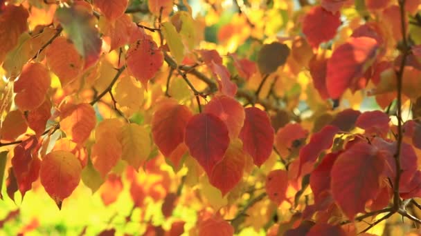 Apple tree φθινοπωρινά φύλλα κόκκινο και κίτρινο κανένα πράσινο εσωτερικη - Πλάνα, βίντεο