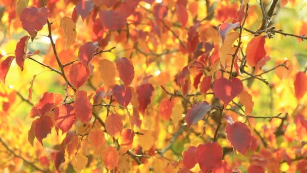 Manzano con hojas rojas y amarillas en la ciudad Parque en un cálido día de otoño
 - Metraje, vídeo