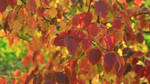 Jabloň červené a žluté listy v city parku na teplý podzimní den - Záběry, video