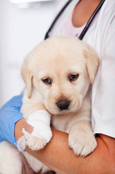 Χαριτωμένο σκυλί λαμπραντόρ κουτάβι στην αγκαλιά της επαγγελματικής κτηνιατρική φροντίδα - ανάπαυση μετά από εξέταση - Φωτογραφία, εικόνα