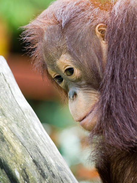 Dětská orangutan - Fotografie, Obrázek
