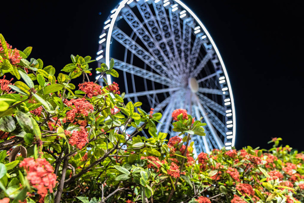 Da sotto colpo di arbusti verdi con bellissimi fiori che crescono vicino alla ruota di osservazione illuminata sullo sfondo del cielo notturno nero a Brisbane, Australia
 - Foto, immagini