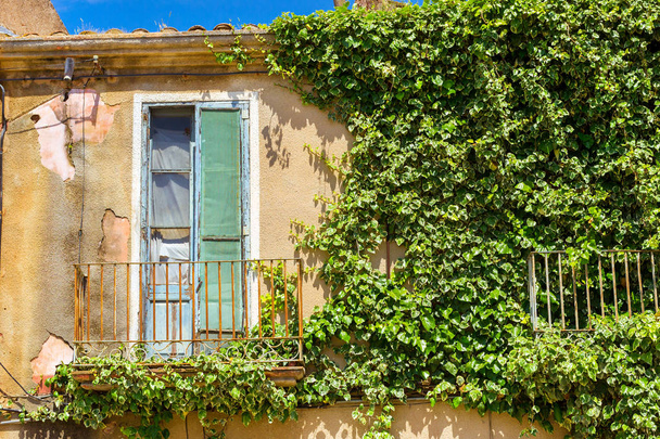Green ivy curls on old wall. Resort Blanes, Spain - Фото, изображение