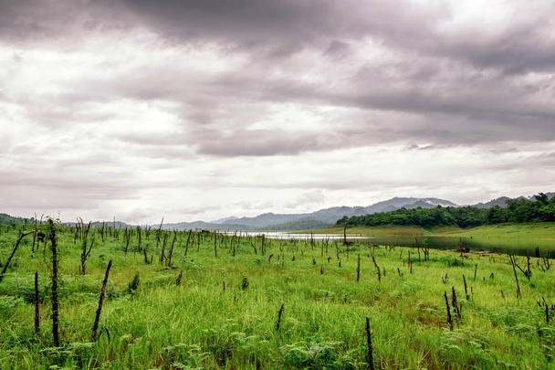 Groene weide met stomp bewolkt landschap - Foto, afbeelding