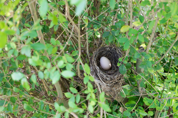 Yumurtalı kuş yuvası - Fotoğraf, Görsel