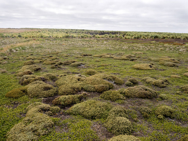 Balsam side, Bolax gummifera form large cushions Sea Lion Island, Falkland Islands / Malvinas - Foto, immagini