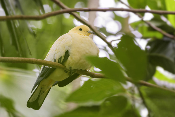 Pied Imperial Fruit Pigeon - Ducula bicolor, beau pigeon jaune des forêts et des bois indonésiens
. - Photo, image