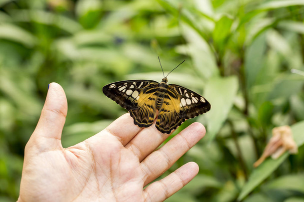 Schmetterling in der Natur, Fauna und Flora Hintergrund - Foto, Bild