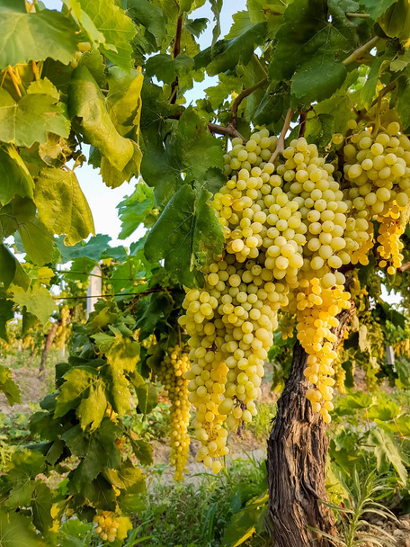 Виноградник, сельское хозяйство (Турция Измир виноградники) - Фото, изображение