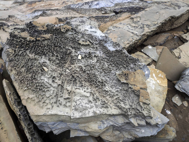 цікаві скельними утвореннями морський лев острів, Falkand / Мальвінські - Фото, зображення