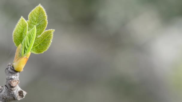 Folhas muito jovens emergindo de botões de árvore
 - Filmagem, Vídeo