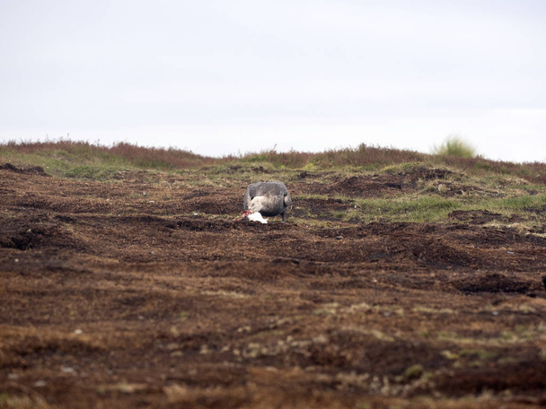 Південний Гігантський буревісник, Macronectes giganteus їдять падалі пінгвін, морський лев, Фолклендські острови - Фото, зображення