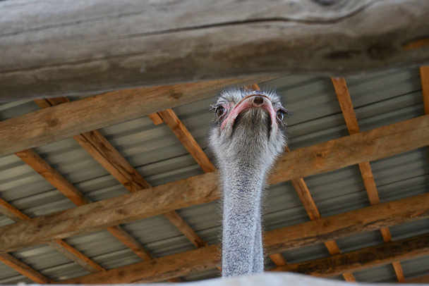 QUIIV, UCRÂNIA - 26 DE AGOSTO DE 2018: Avestruzes no jardim zoológico no verão
  - Foto, Imagem