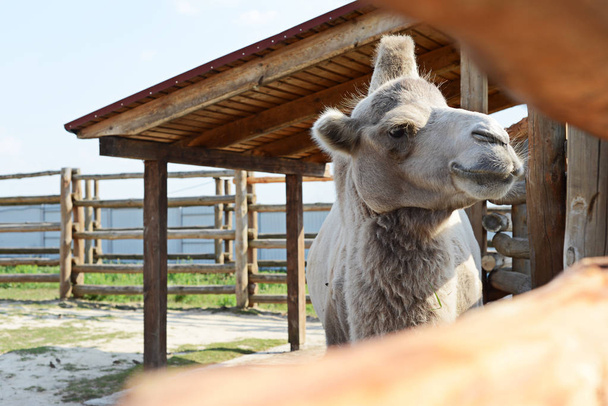Kijów, Ukraina - 26 sierpień 2018: Camel w ogród zoologiczny w lecie - Zdjęcie, obraz