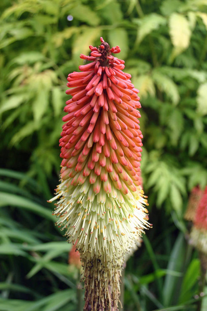 Blume der rot-heißen Pokerpflanze (kniphofia) mit grünem Laubhintergrund. - Foto, Bild