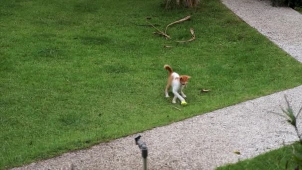 Gatito con piel amarilla y blanca jugando activamente con trozo de papel sobre hierba
 - Metraje, vídeo