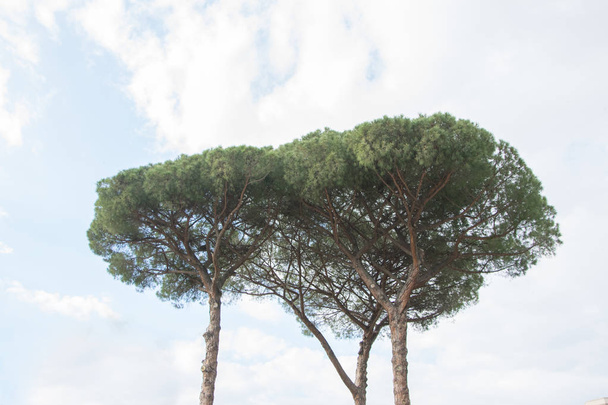 Maritime Pine tree group near Rome, Italy - Valokuva, kuva