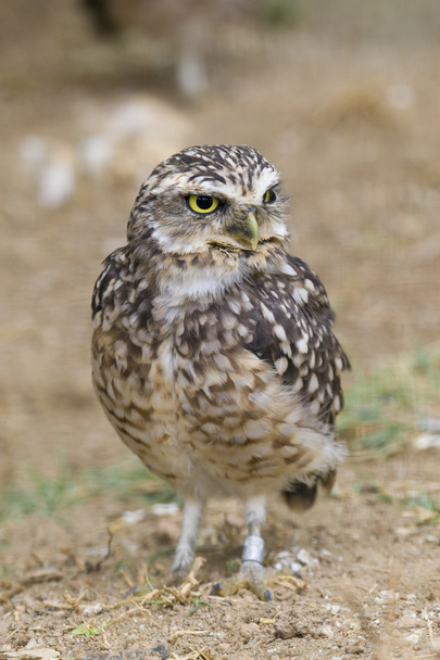 Burrowing Owl Portrait - Foto, Bild