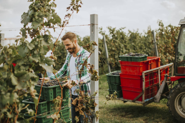 Молодий чоловік збирає червоний виноград у виноградник
 - Фото, зображення
