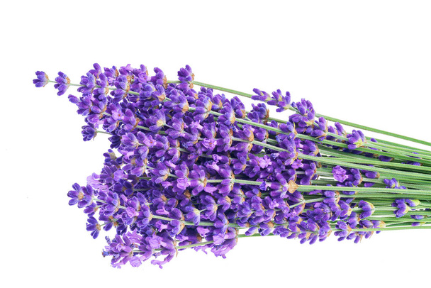 Lavender flowers in closeup. Bunch of lavender flowers isolated over white background. - Photo, Image
