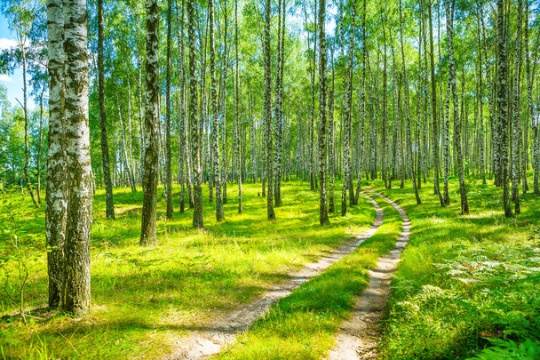 in birch forest - Фото, зображення