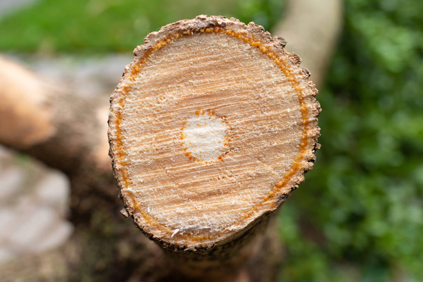 doorsnede van een boomstam close-up - Foto, afbeelding