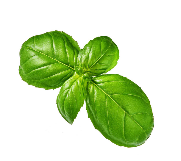 Közelkép stúdió lövés a friss zöld bazsalikom gyógynövény elhagyja a elszigetelt fehér háttér - Fotó, kép